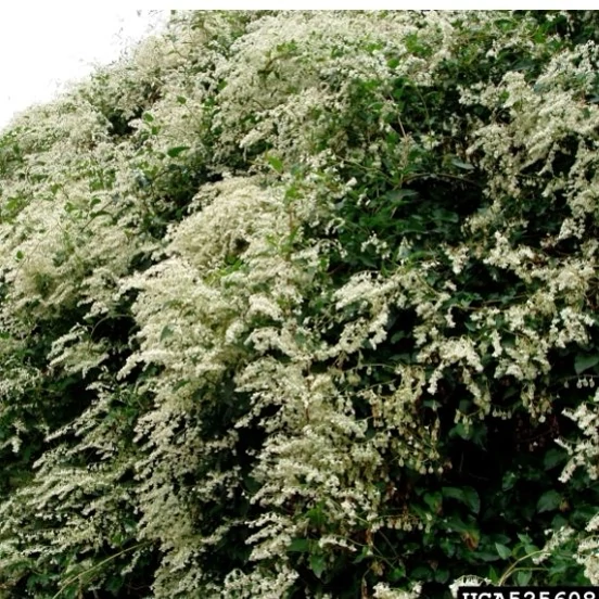 گل یاس برفی (پیچ روسی) پیچ بخارا رونده