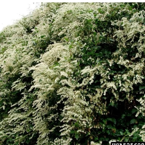 گل یاس برفی (پیچ روسی) پیچ بخارا رونده