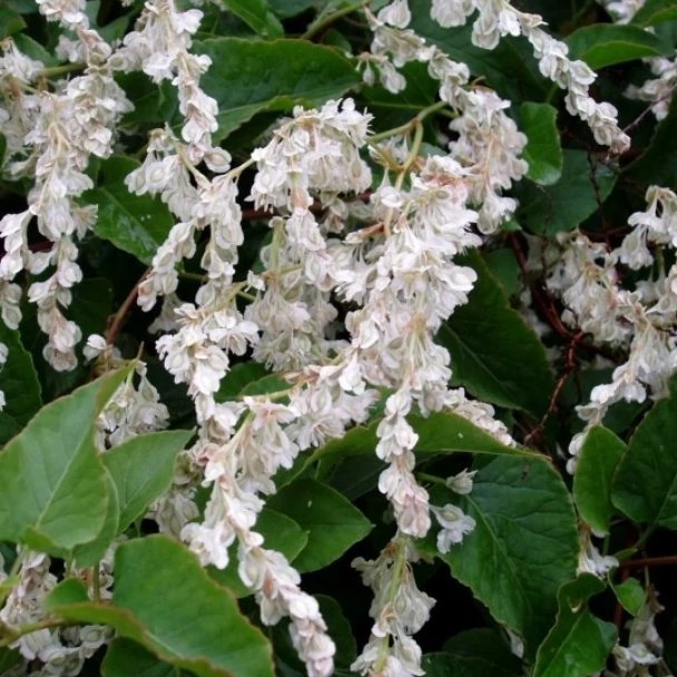 گل یاس برفی (پیچ روسی) پیچ بخارا رونده