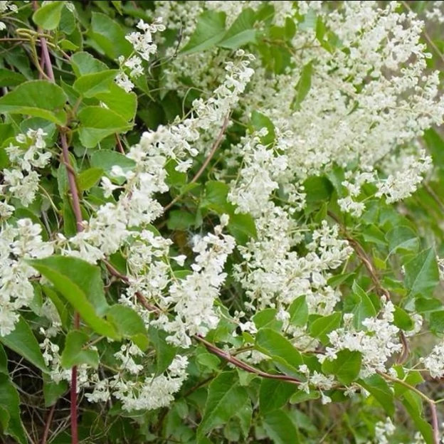 گل یاس برفی (پیچ روسی) پیچ بخارا رونده
