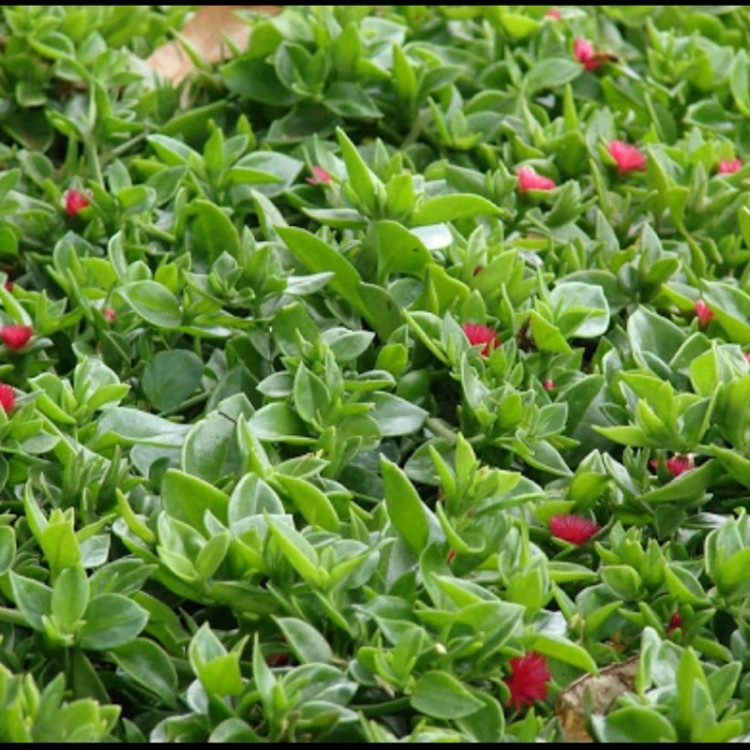 ناز یخی(آپتنیا Aptenia sp)