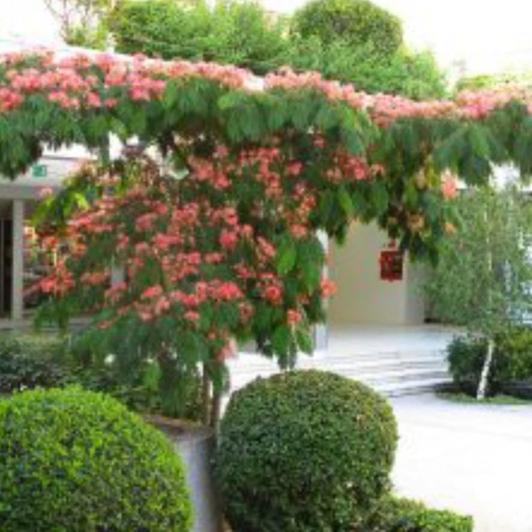 نهال ابریشم ایرانی ( شب خسب)