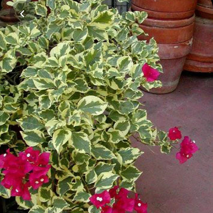 گل کاغذی ابلق پیوندی یه نوع خاص و کمیاب
