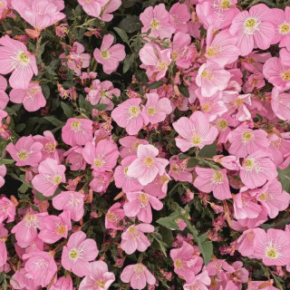 گل مغربی صورتی رونده معطر و دائم گل