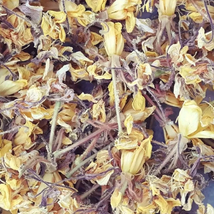 گل مغربی یک کیلویی