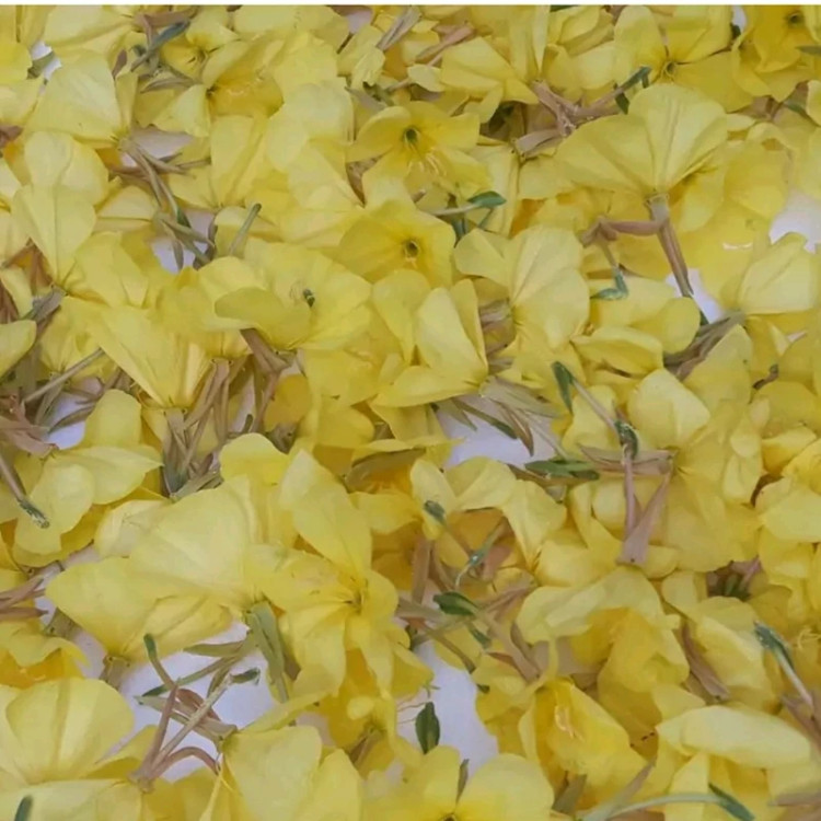 گل مغربی یک کیلویی