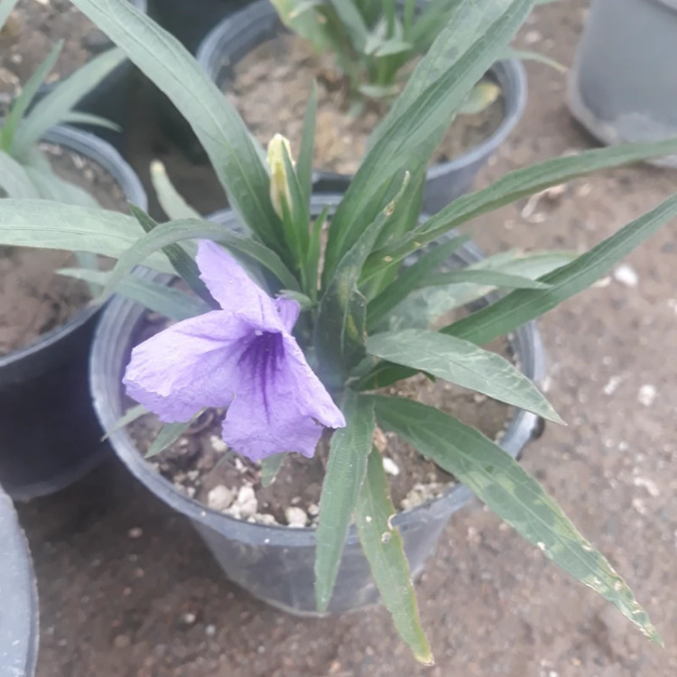 گل دائمی روئلیا کتی آبی( اطلسی دائم گل)