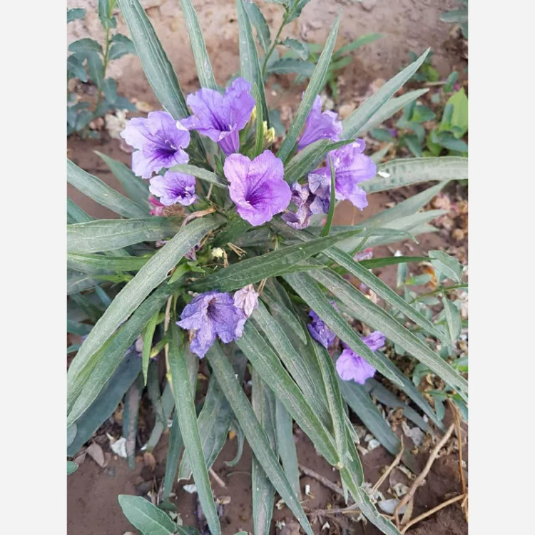 گل دائمی روئلیا کتی آبی( اطلسی دائم گل)