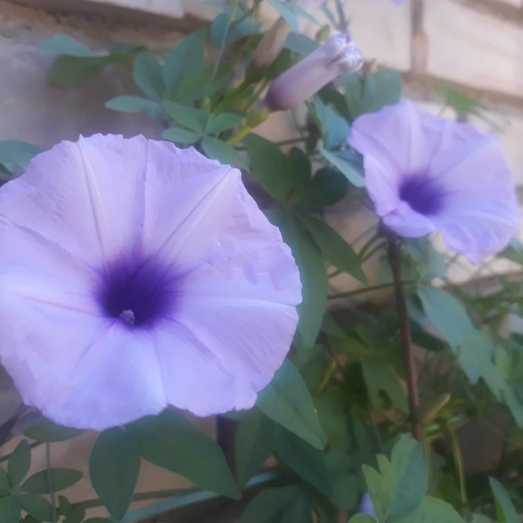 گل نیلوفر مصری رونده بنفش(کوچک)