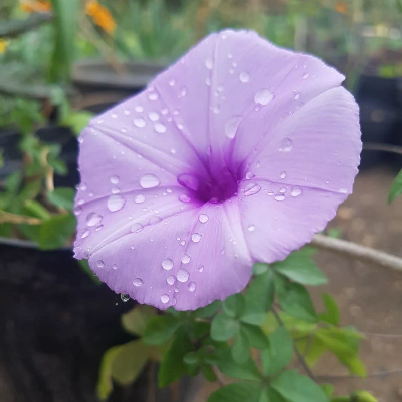 گل نیلوفر مصری رونده بنفش(کوچک)