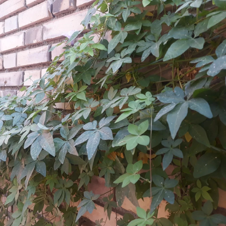 گل نیلوفر مصری رونده بنفش(کوچک)