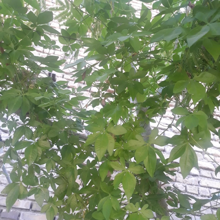 گل نیلوفر مصری رونده بنفش(کوچک)