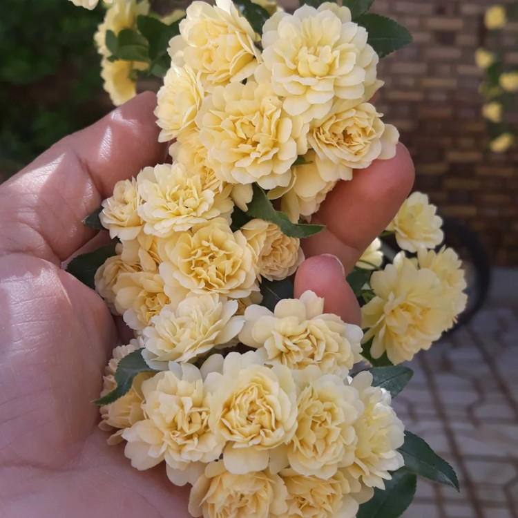 رز رونده آبشار طلایی