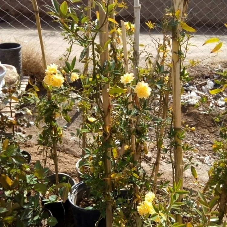 رز رونده آبشار طلایی