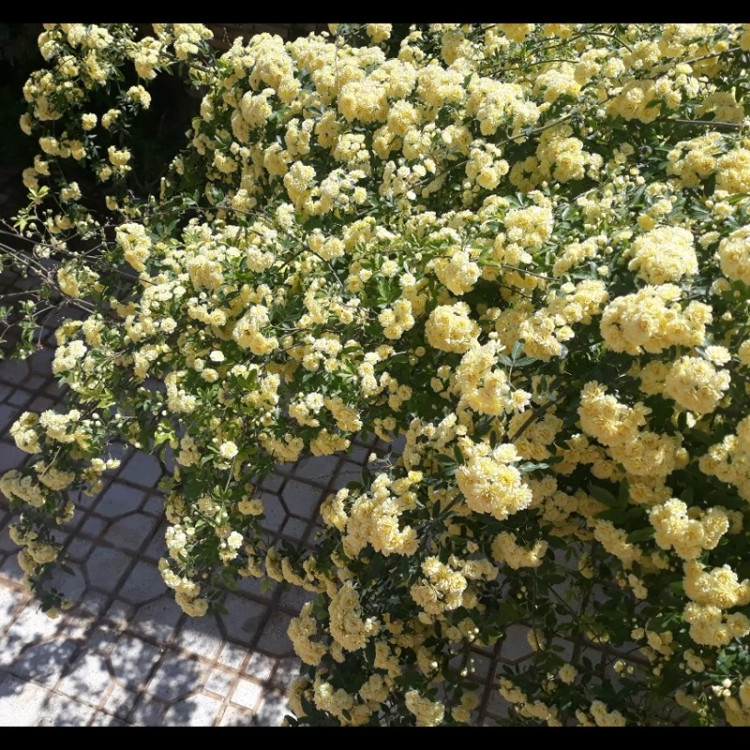 رز رونده آبشار طلایی