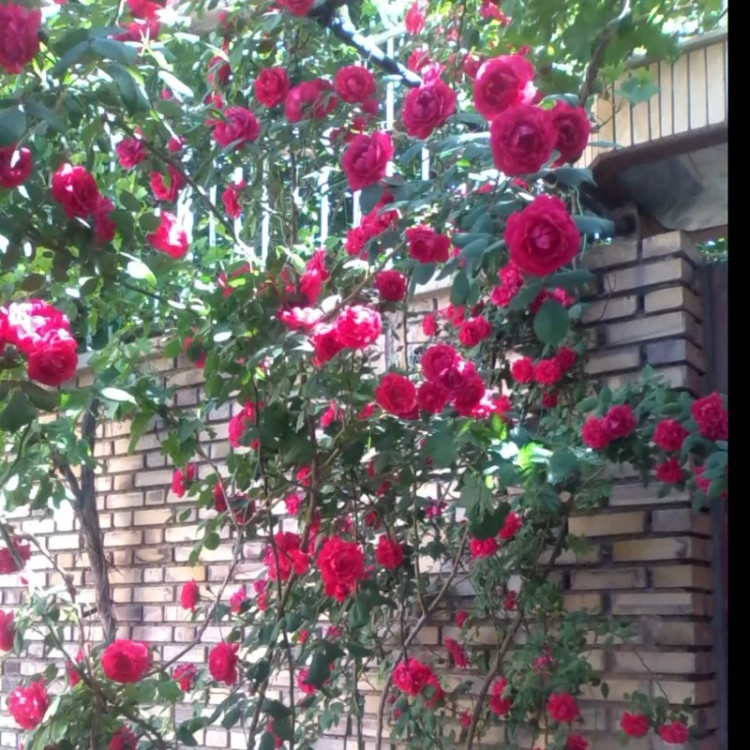 گل رز رونده قشقایی