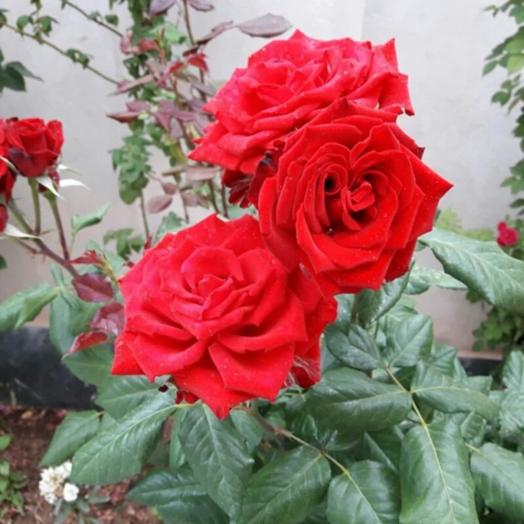 گل رز رونده قشقایی
