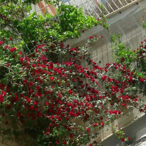 گل رز رونده قشقایی