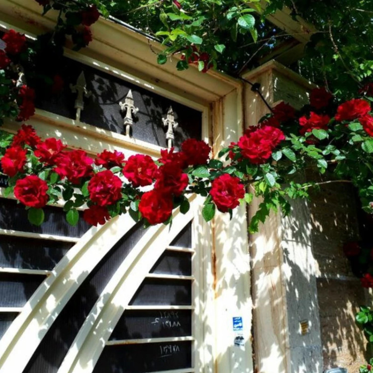 گل رز رونده قشقایی