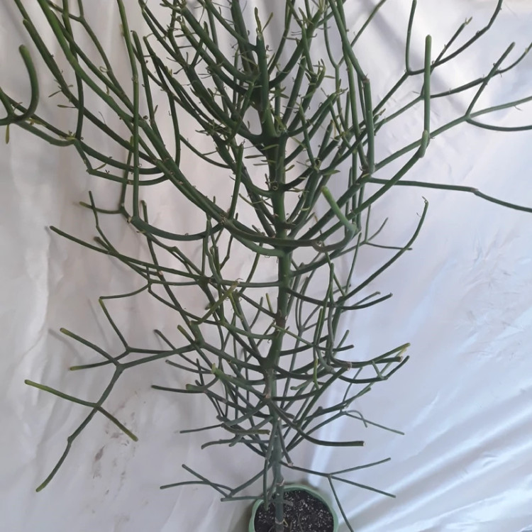 گل افوربیا تیروکالی