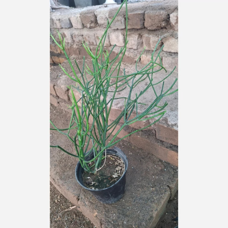 گل افوربیا تیروکالی