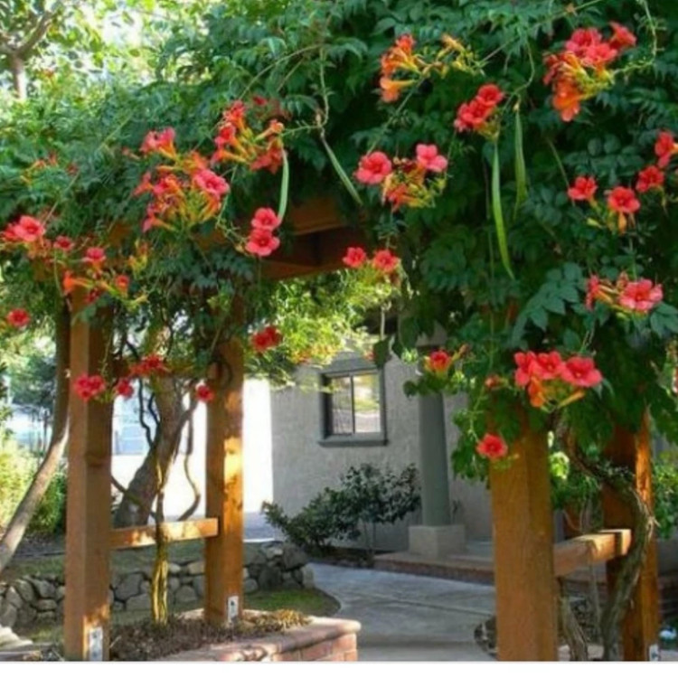 گل رونده پیچ اناری
