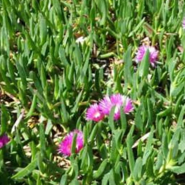 گل ناز یخی گوشتی رونده (لوله ای)