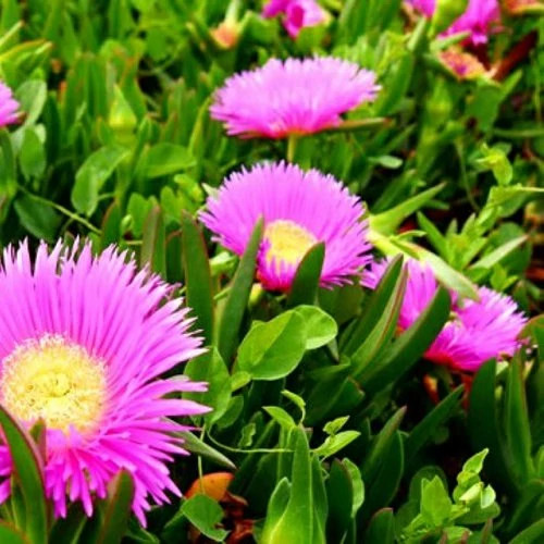 گل ناز یخی گوشتی رونده (لوله ای)