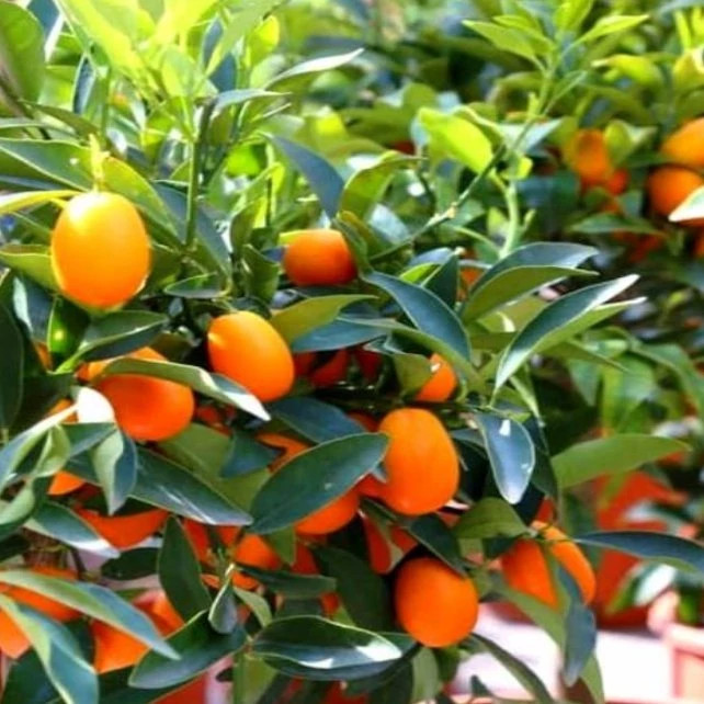نهال کامکوات 4 فصل