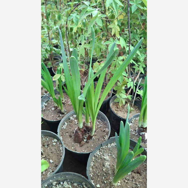 گل نرگس شیراز بسیار معطر