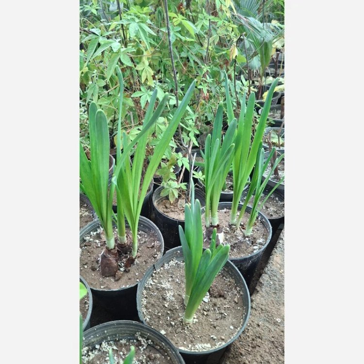 گل نرگس شیراز بسیار معطر