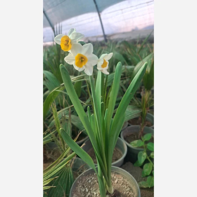گل نرگس شیراز بسیار معطر