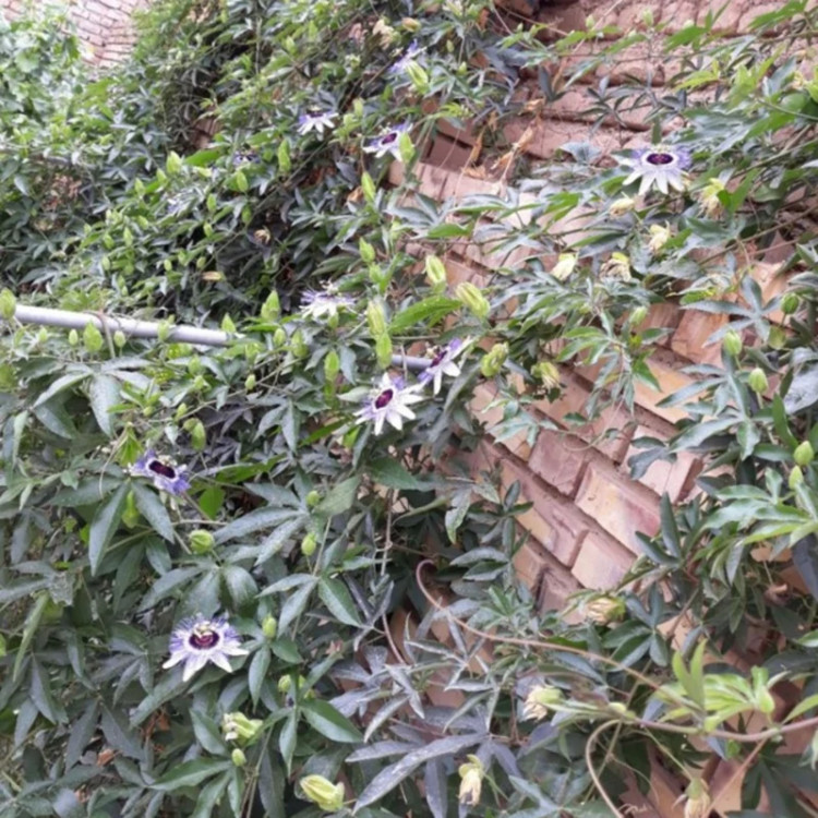 گل ساعتی رونده آبی( نهال)