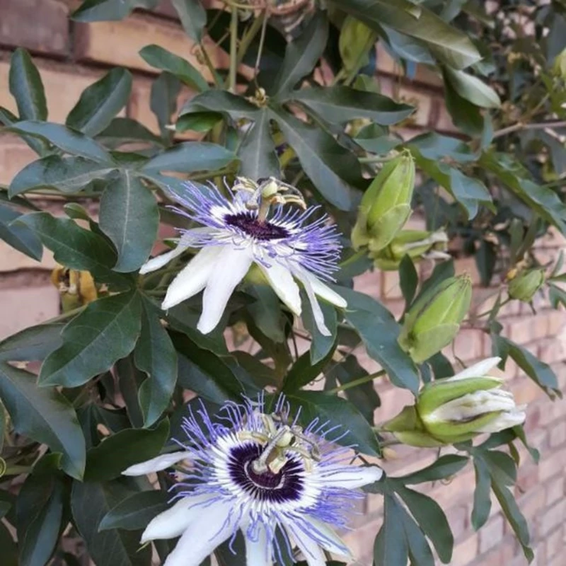 گل ساعتی رونده  آبی( نهال)