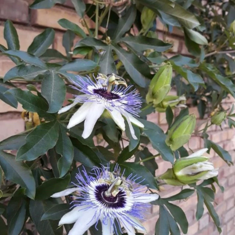 گل ساعتی رونده آبی( نهال)