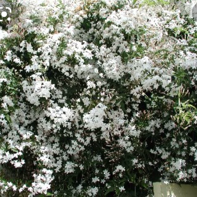 یاس چمپا رونده معطر