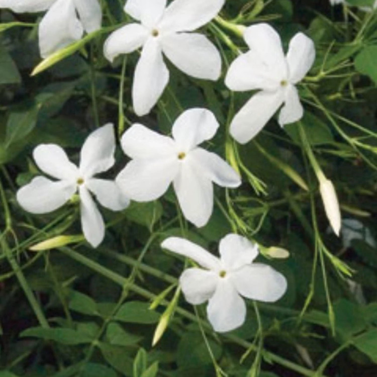 یاس چمپا رونده معطر