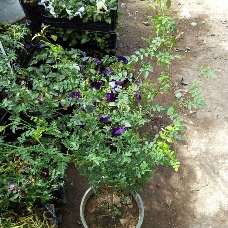 یاس چمپا رونده معطر