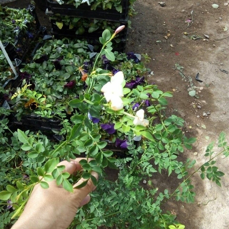 یاس چمپا رونده معطر