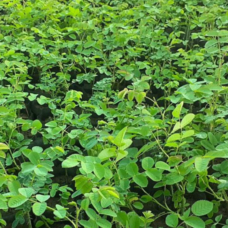 نهال گل محمدی