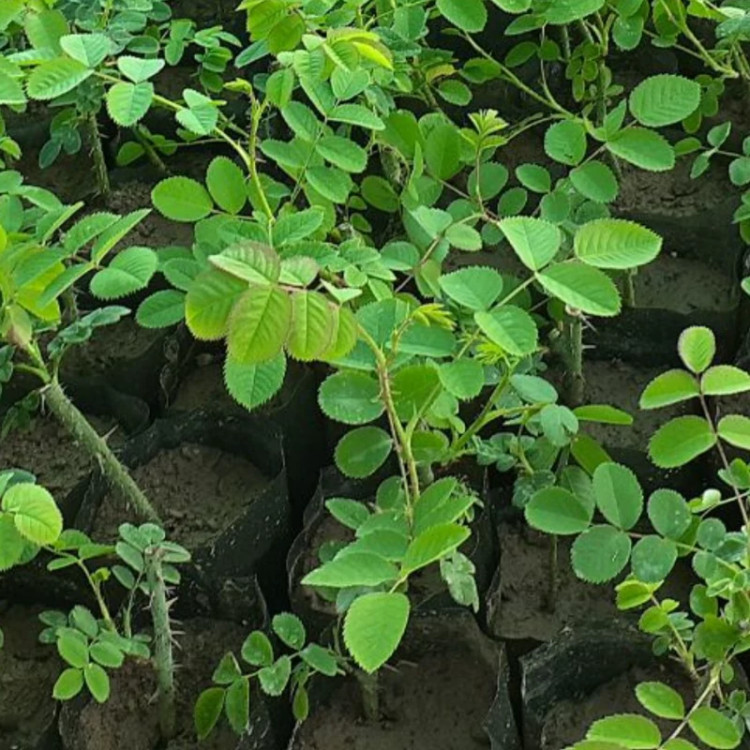 نهال گل محمدی