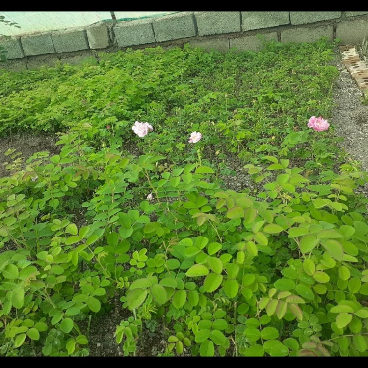 نهال گل محمدی