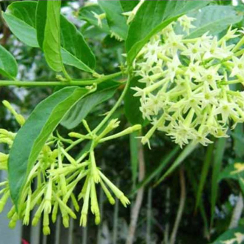 گل محبوب شب(یاس شب) معطر