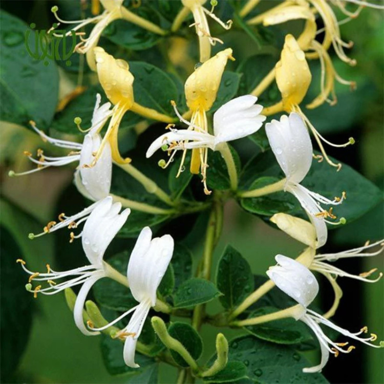 گل یاس امین الدوله سفیدرونده معطر