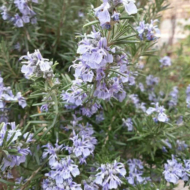 رزماری ( اکلیل کوهی)
