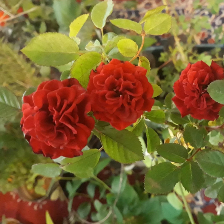 رز رونده دائم گل قرمز (ساناز مینیاتوری)