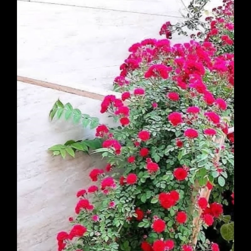 رز رونده دائم گل قرمز (ساناز مینیاتوری)