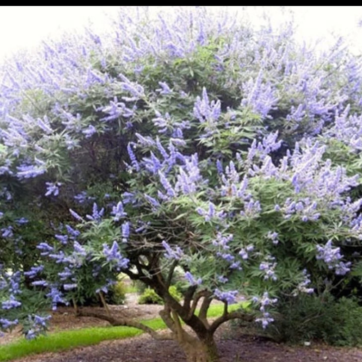 درختچه پنچ انگشت