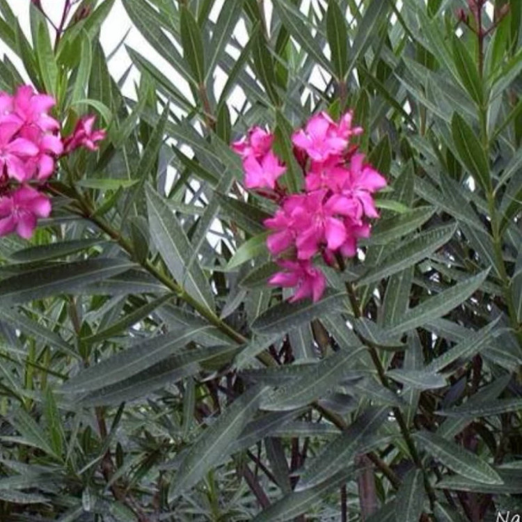گل خرزهره