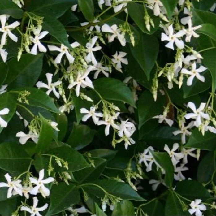 یاسمن ستاره ای، یاس جاسمین، یاس فرانسوی، پاریس